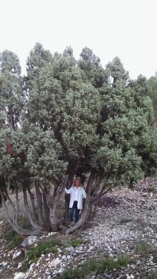 Capricho De Alcorisa Pansiyon Dış mekan fotoğraf